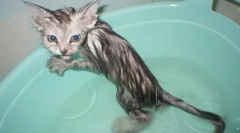 Първата къпане на котетата: как да се извърши процедурата